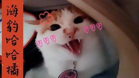 国产偷怕,揭秘镜头背后的真实情感与生活 第1张 国产偷怕,揭秘镜头背后的真实情感与生活 第1张